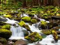 Cascades del bosc per jugar en línia