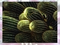 Cactus per jugar en línia